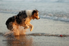 Photographer Los Angeles - Australian Shepherd Dog Picture