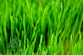 Photographer Los Angeles - Wheatgrass