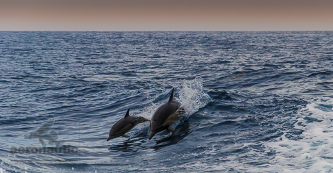 Dolphin Stock Photo Mother & Calf – Santa Barbara Channel
