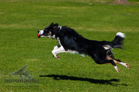 Border Collie Stock Photo - Leaping Border Collie