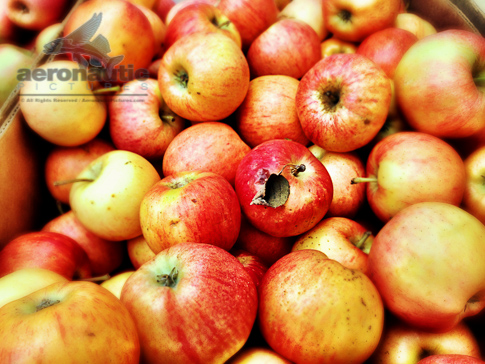 Gala Apples – Food Stock Photo Apple