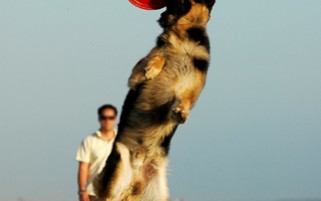 Dog Stock Photos - German Shepherd Catching Frisbee