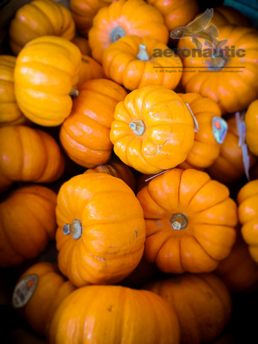 Pumpkin Stock Photos - Pumpkins Picture - Stock Photo