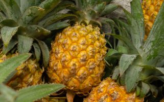 Food Stock Photo - Ripe Pineapples Download