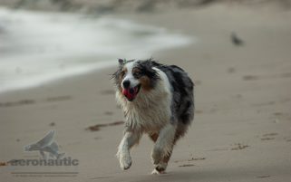 Dog Stock Photo - Australian Shepherd Running at the Beach