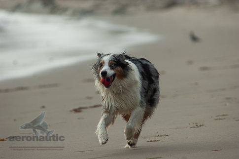 Dog Stock Photo - Australian Shepherd Running at the Beach