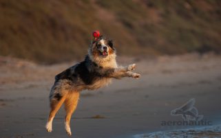 Dog Stock Photo - Australian Shepherd at the Beach Playing Fetch