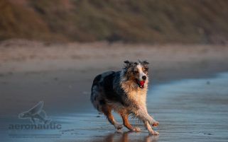 Dog Stock Photo - Australian Shepherd at the Beach with a Ball i