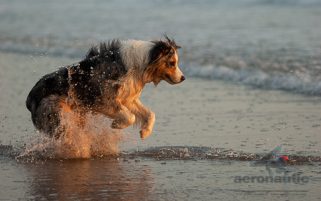 Dog Stock Photo - Australian Shepherd Chasing Ball in the Water
