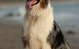 Dog Stock Photo - Australian Shepherd Full Body