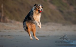 Dog Stock Photo - Australian Shepherd Jumping to Fetch a Ball