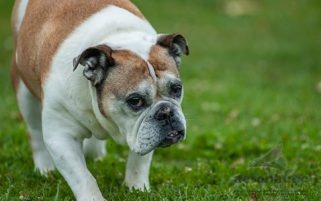 Dog Stock Photo - A Bulldog at the Dog Park