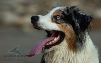 Dog Stock Photo - Closeup Picture of Australian Shepherd