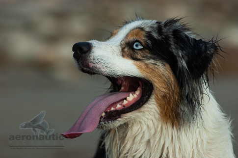 Dog Stock Photo - Closeup Picture of Australian Shepherd