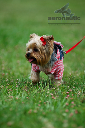 Dog Stock Photos Funny Yorkshire Terrier Picture - Yorkshire Terrier Stock Photos