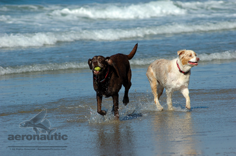Dog Stock Photos - Australian Shepherd Puppy Beach