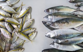 Food Stock Photo - Indian Mackerels & Yellowstripe Scad Fish Download